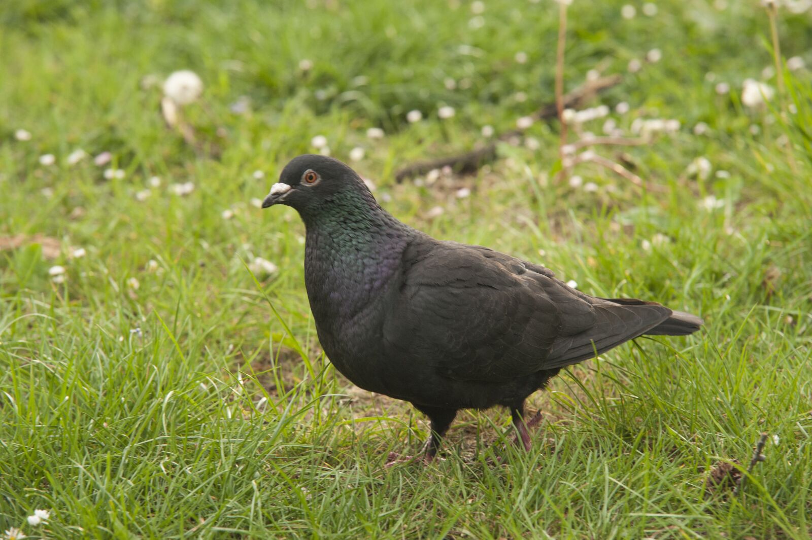 Nikon D700 sample photo. Pigeon, park, birds photography