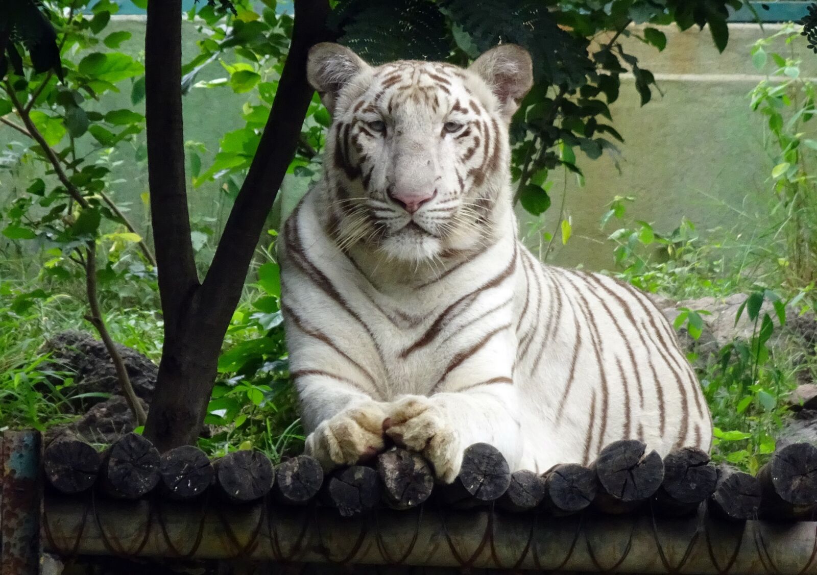 Sony Cyber-shot DSC-HX90V sample photo. Tiger, white tiger, cat photography