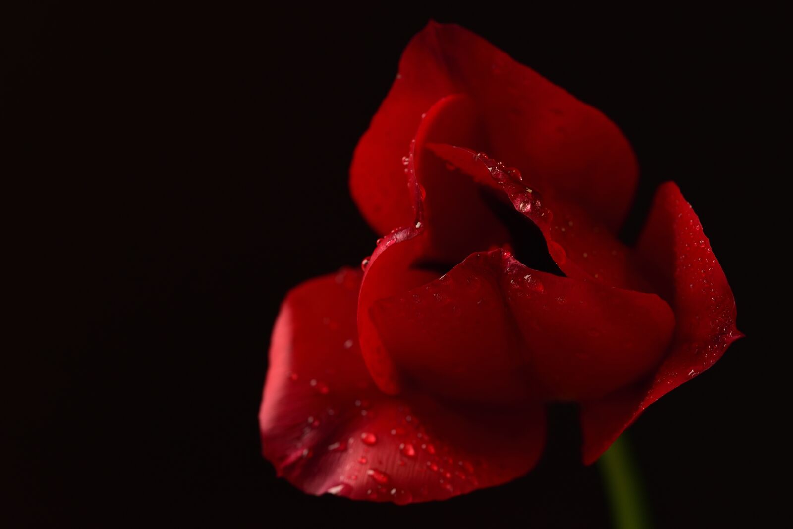 Nikon D750 sample photo. Tulip, blossom, bloom photography