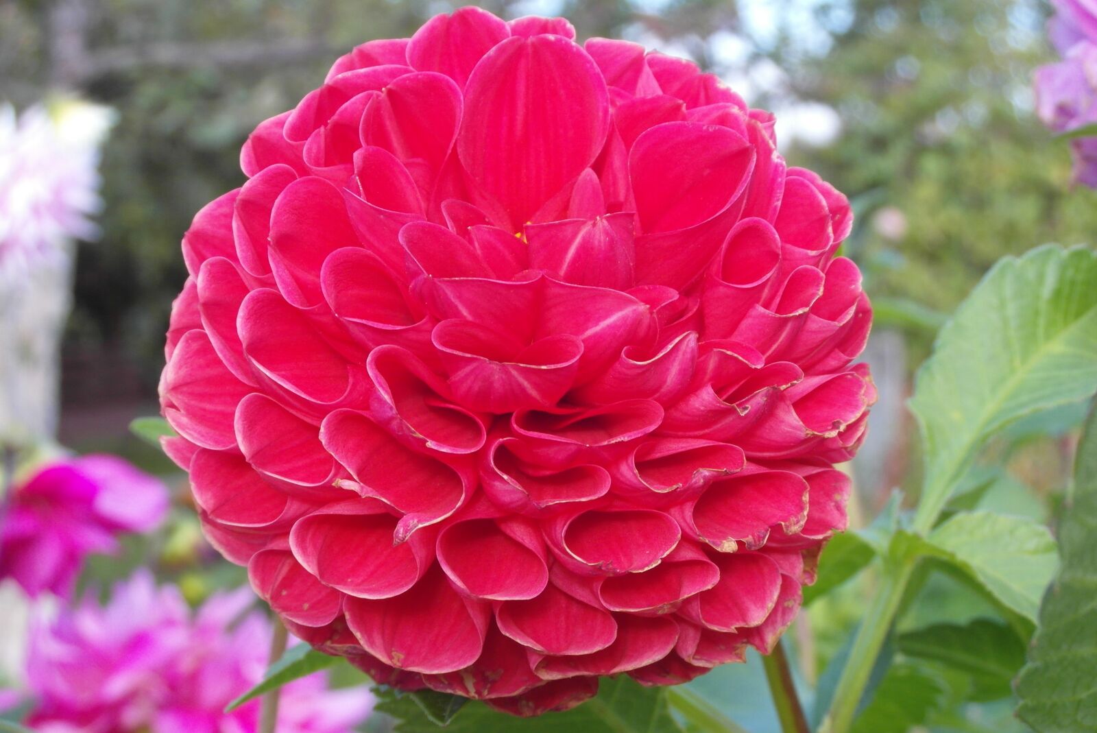 Samsung WB750 sample photo. Dalia, flower, red photography
