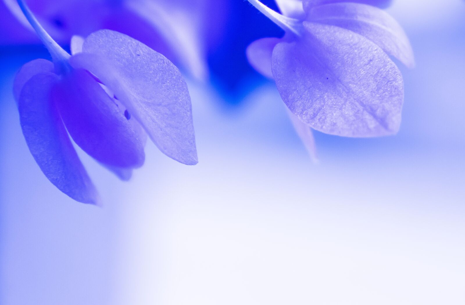 Canon EOS 250D (EOS Rebel SL3 / EOS Kiss X10 / EOS 200D II) sample photo. Flower, blue, background photography