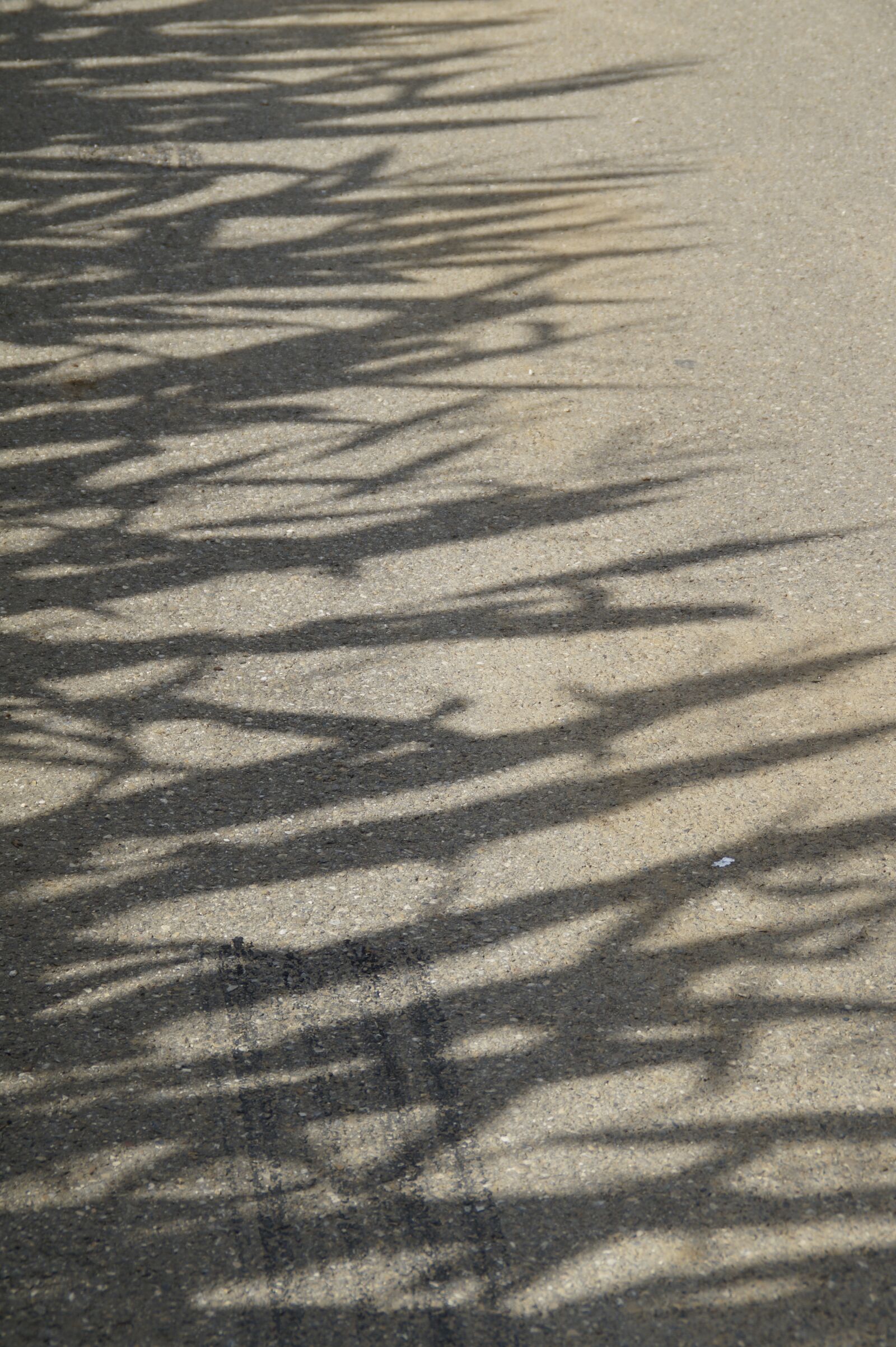 Sony SLT-A58 sample photo. Cornfield, shadow, ground photography