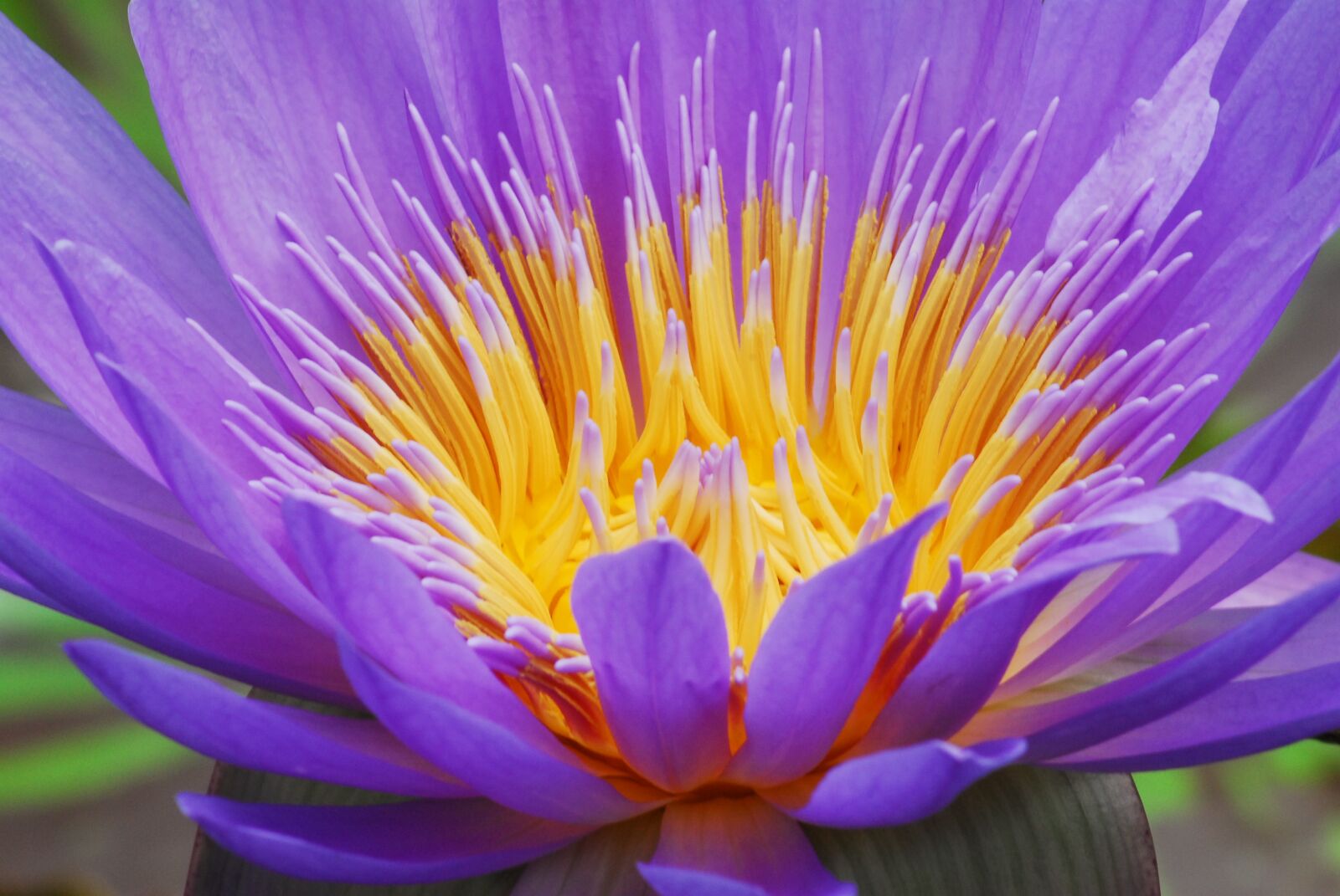 Nikon D200 sample photo. Flower, plant, lotus photography