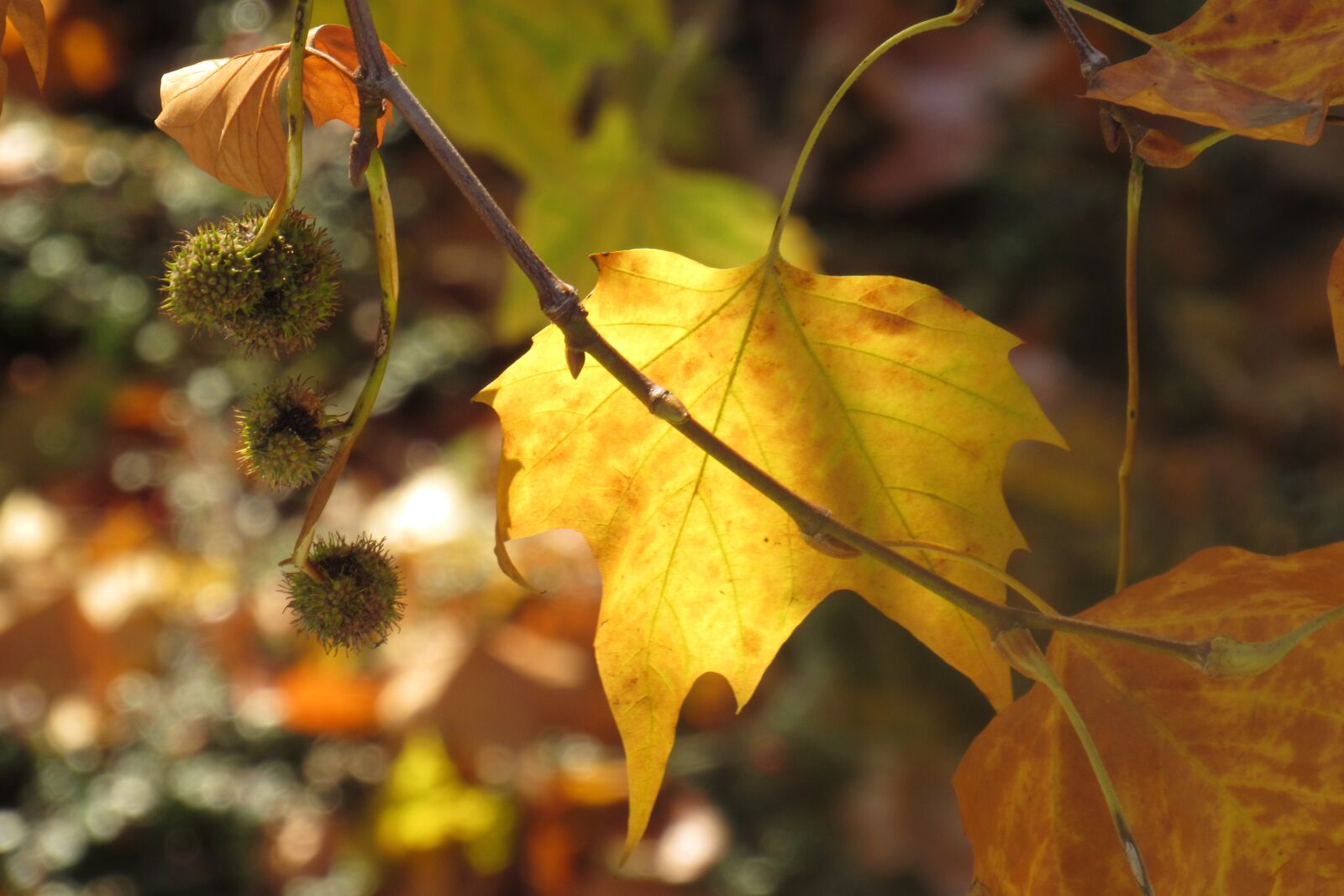 Canon PowerShot SX530 HS sample photo. Leaf, forest, peaceful photography