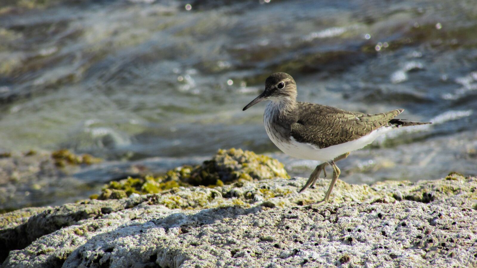 Canon PowerShot SX400 IS sample photo. Cyprus, stint, seabird photography