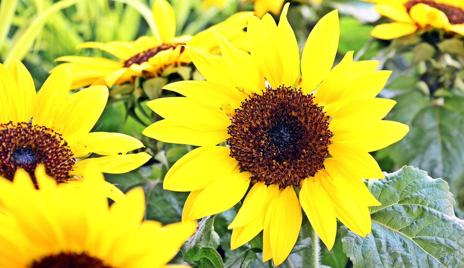 Canon EOS 550D (EOS Rebel T2i / EOS Kiss X4) sample photo. Sunflower, flowers, summer photography