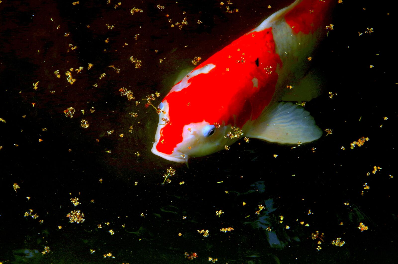 Pentax K-30 sample photo. Carp, pond, fish photography