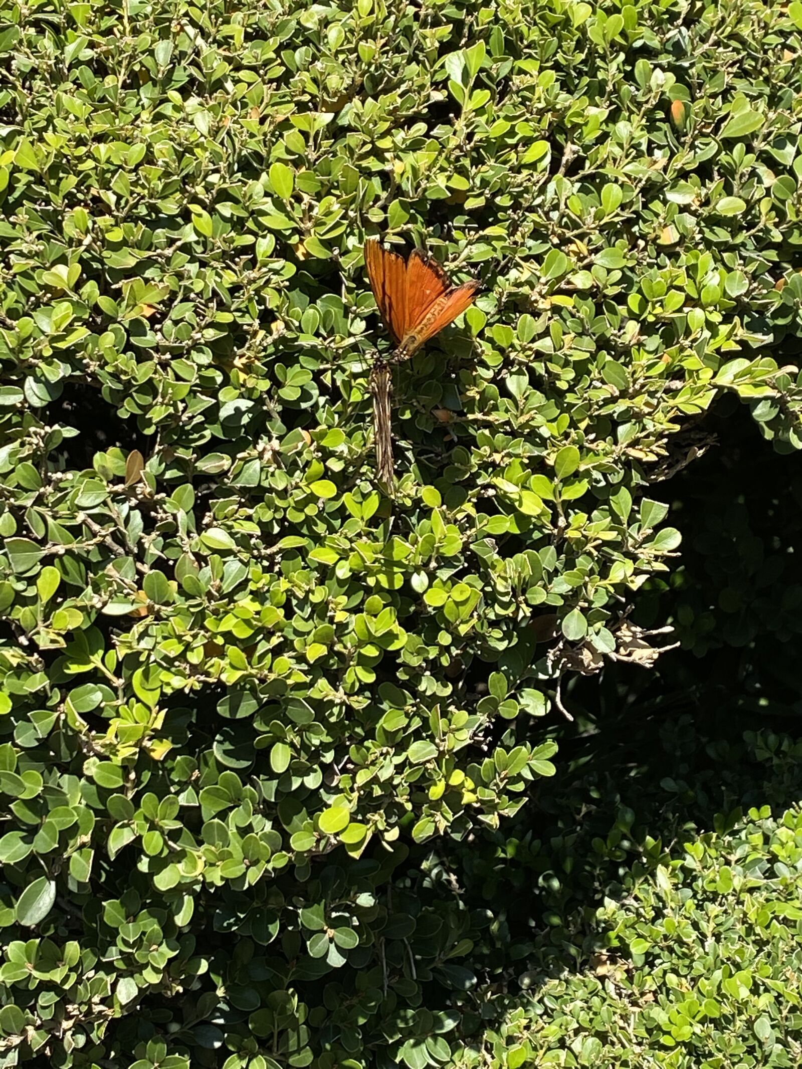 Apple iPhone 11 sample photo. "Mariposa, monarca, arbusto" photography