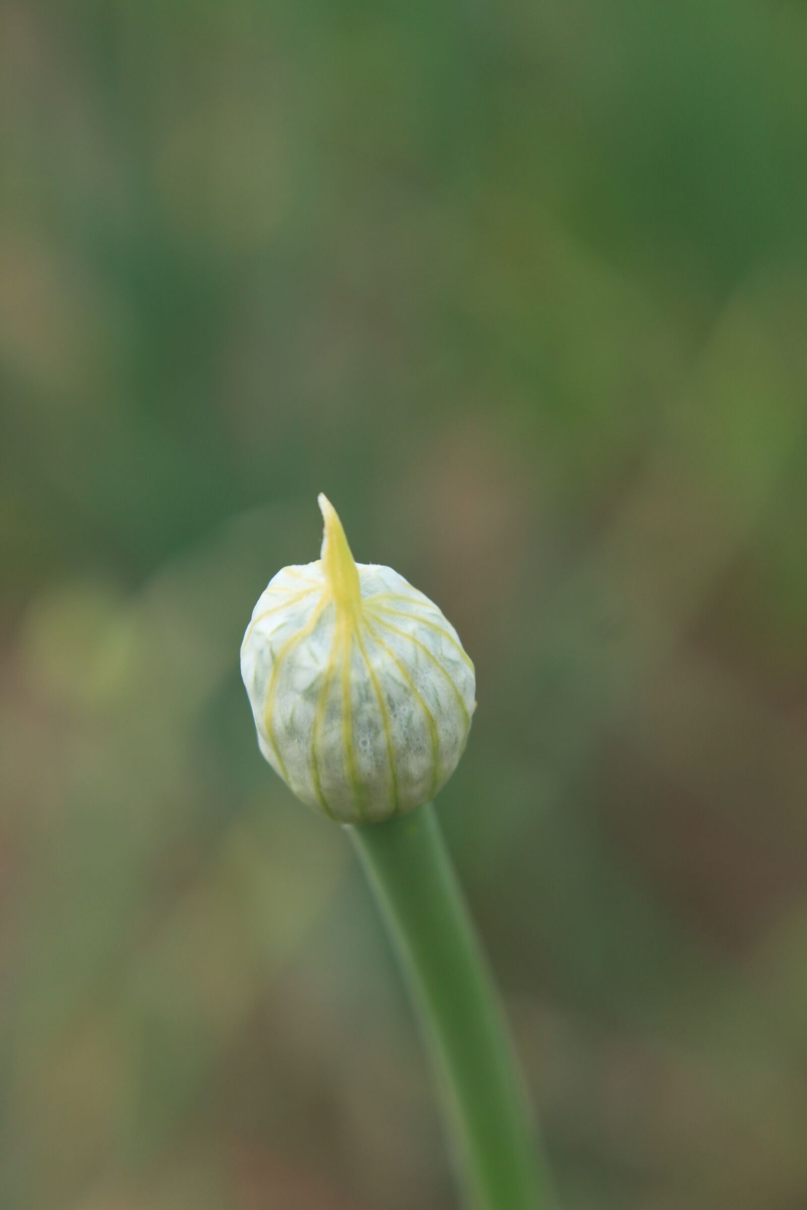 Canon EOS 500D (EOS Rebel T1i / EOS Kiss X3) sample photo. Agriculture, allium, buds photography