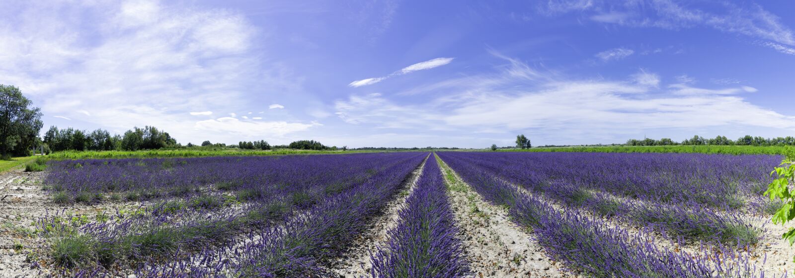 Nikon D750 sample photo. Lavender field, lavender, provence photography