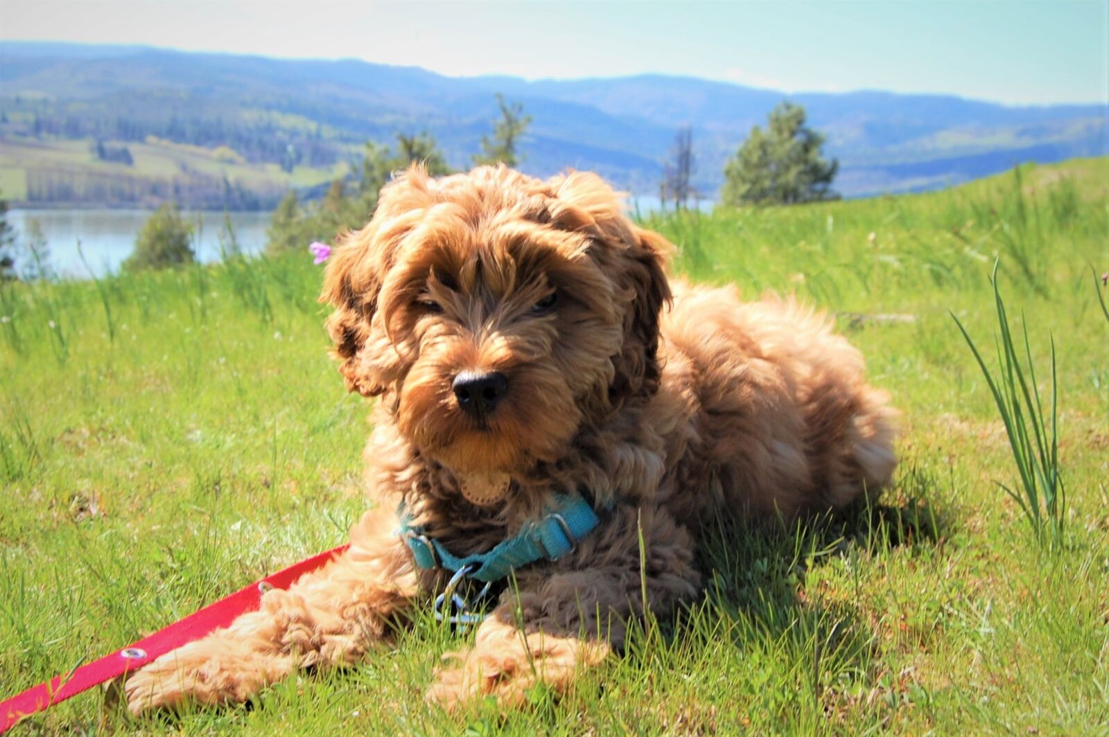 Nikon D40 sample photo. Puppy, labradoodle, australian labradoodle photography