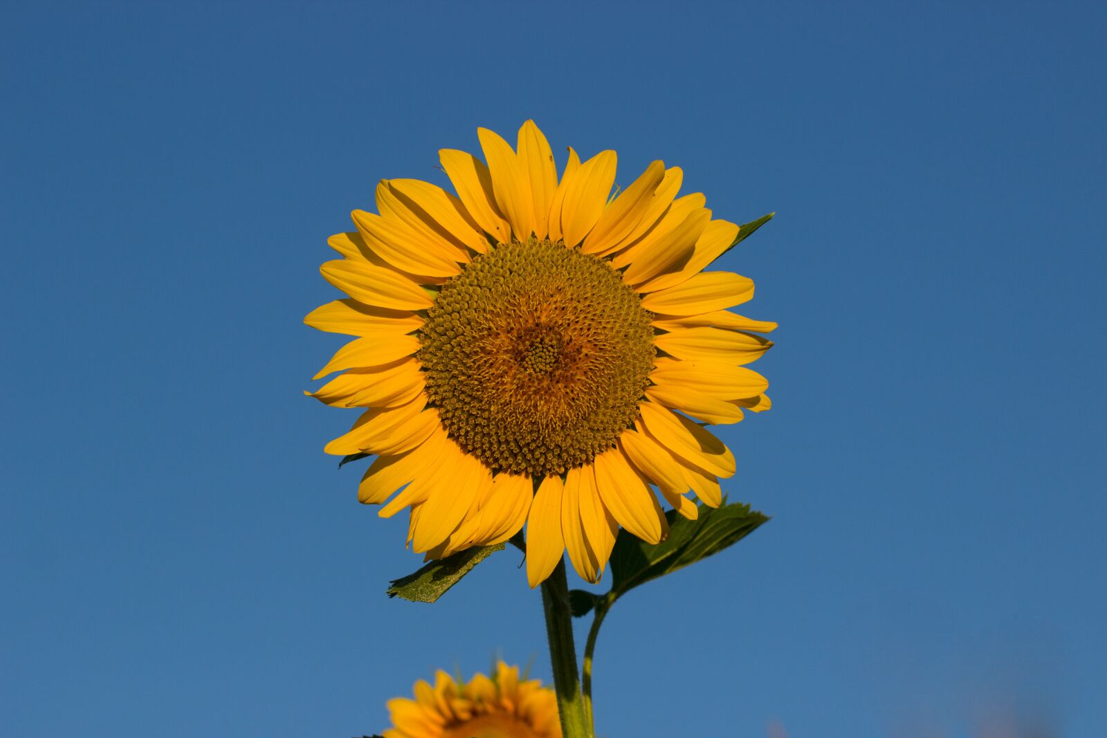 Canon EF 100mm F2.8L Macro IS USM sample photo. Sunflower, summer, sun photography