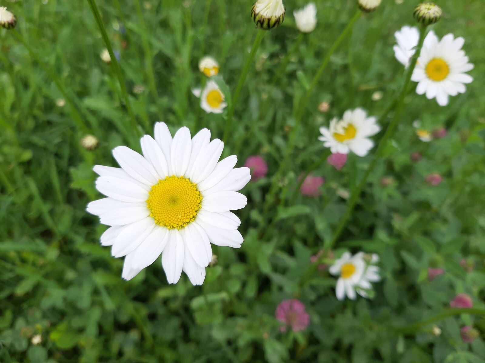 Samsung Galaxy A50 sample photo. Daisy, white, flowers photography