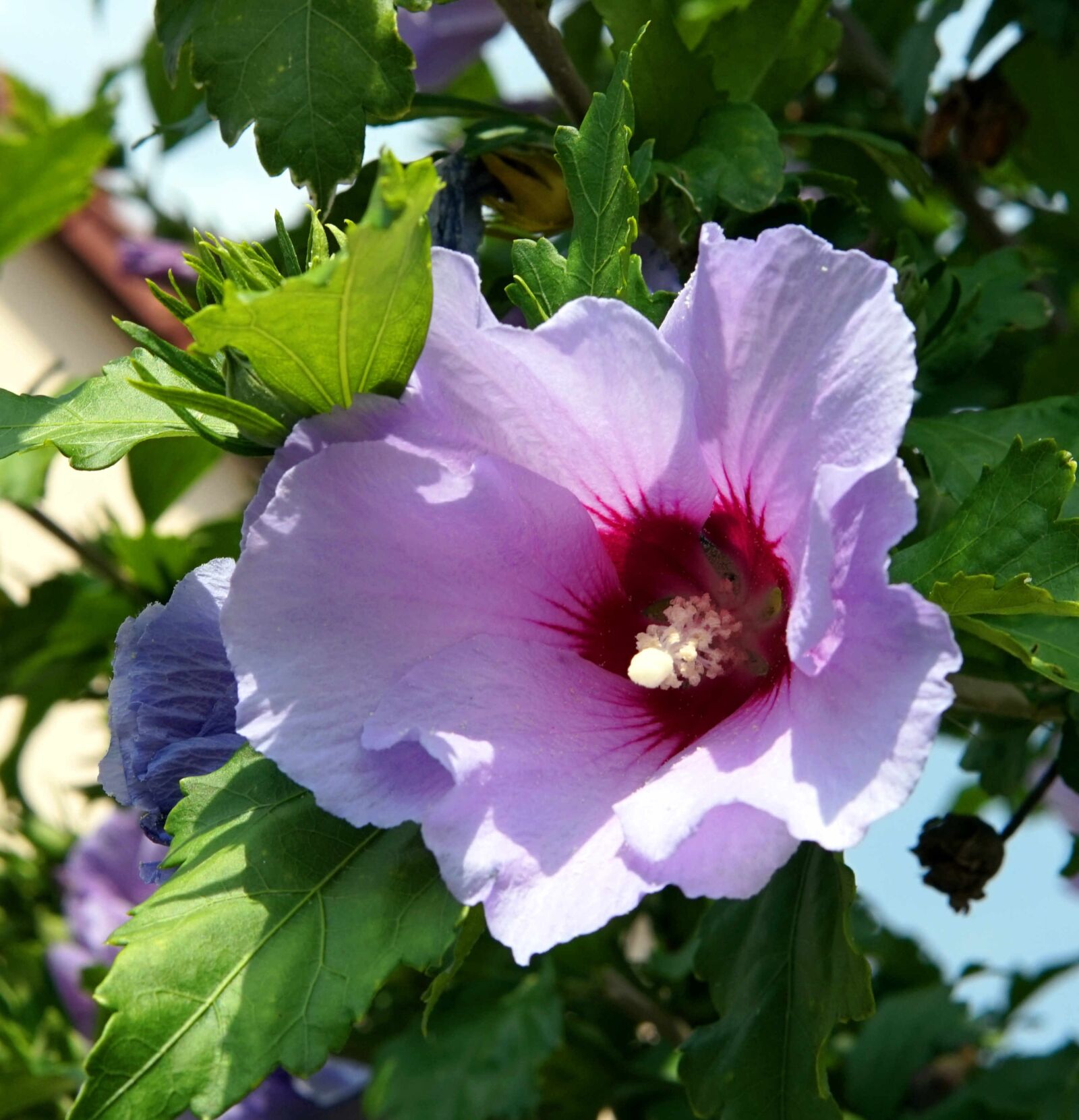 Sigma 30mm F1.4 DC DN | C sample photo. Hibiscus, blue, flower photography