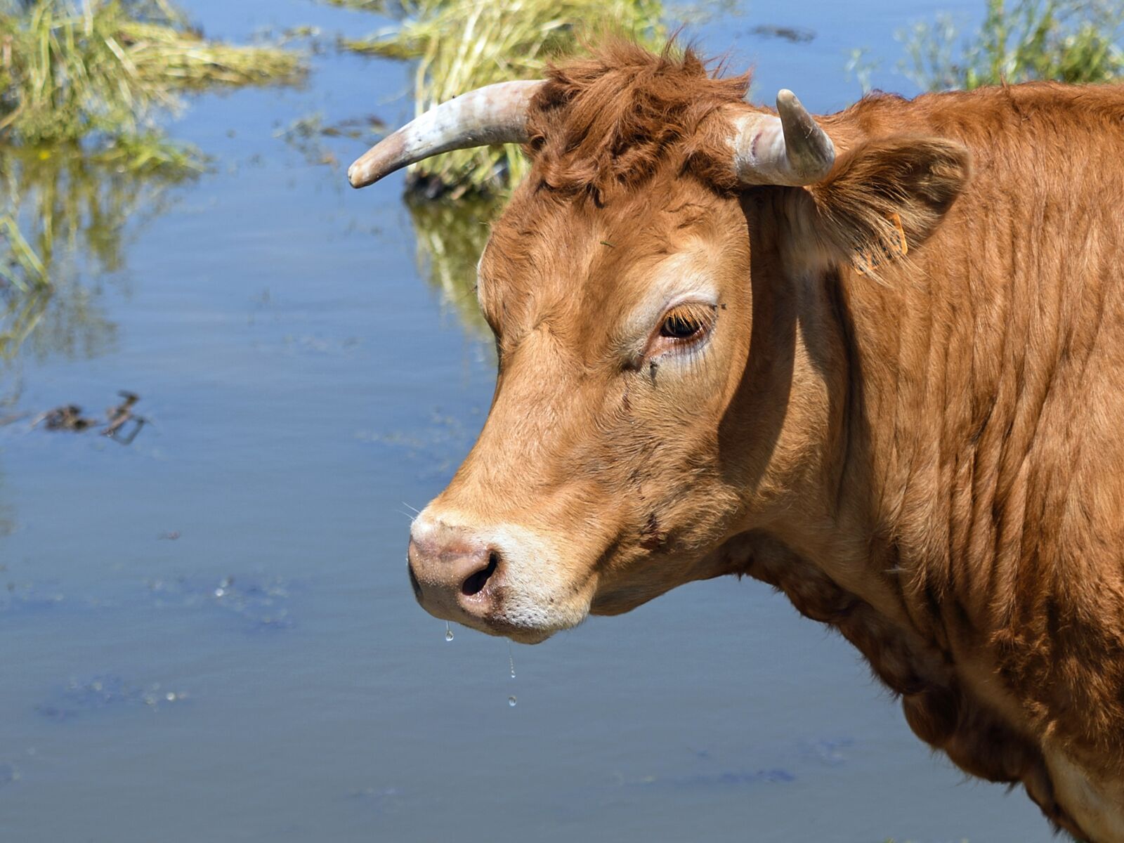 Nikon D500 sample photo. Cow, limousine, head photography