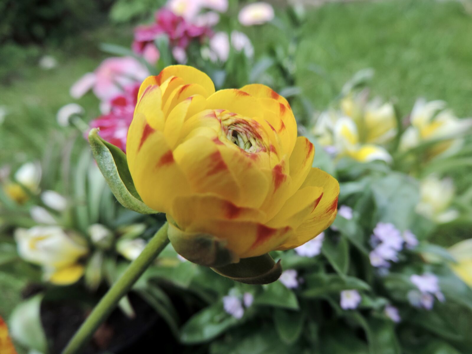 Nikon Coolpix P520 sample photo. Ranunculus, blossom, bloom photography