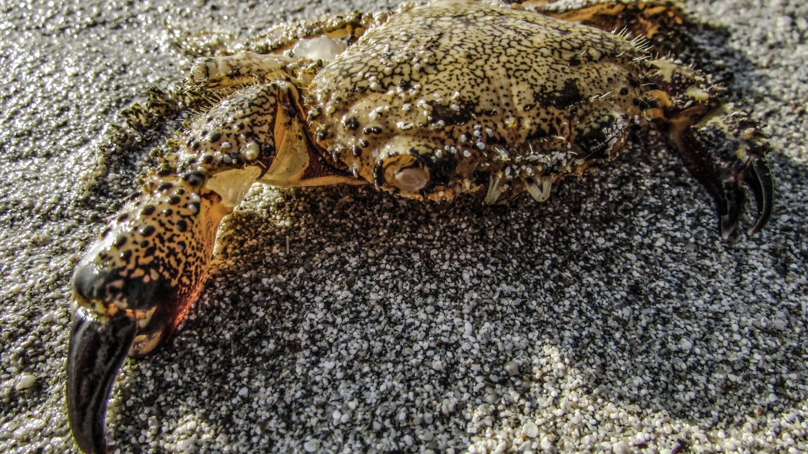 Canon PowerShot SX400 IS sample photo. Crab, animal, crustacean photography