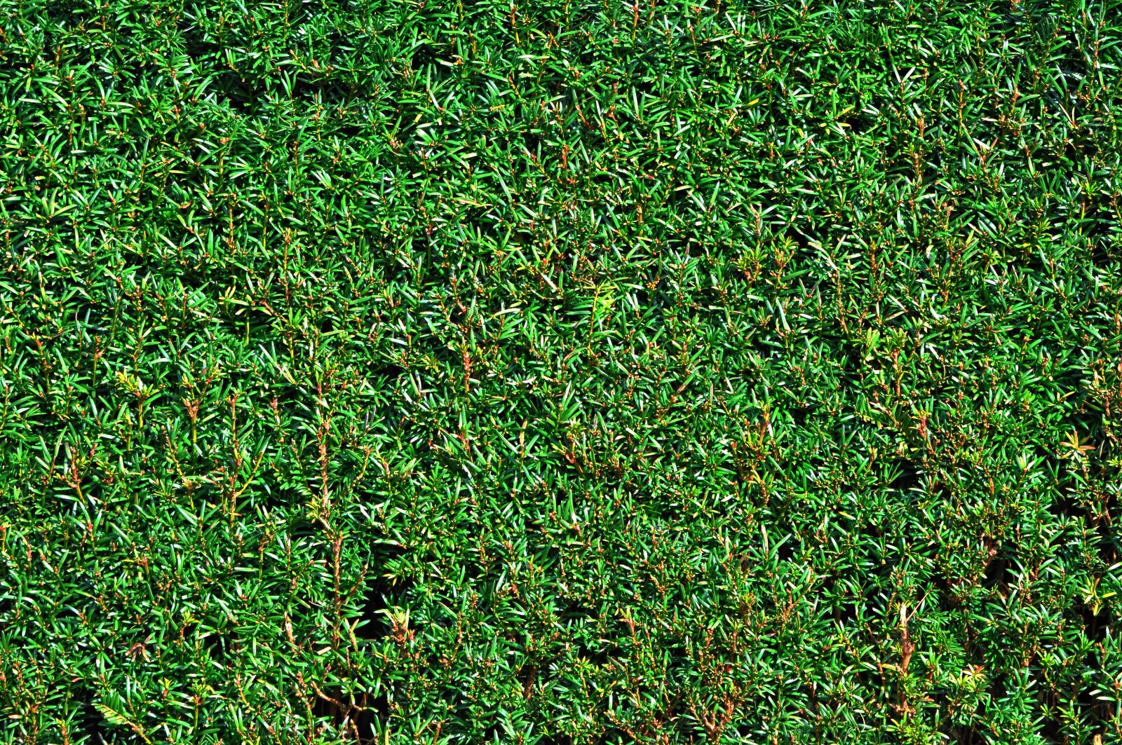 Nikon D90 sample photo. Taxus, taxus baccata, evergreen photography