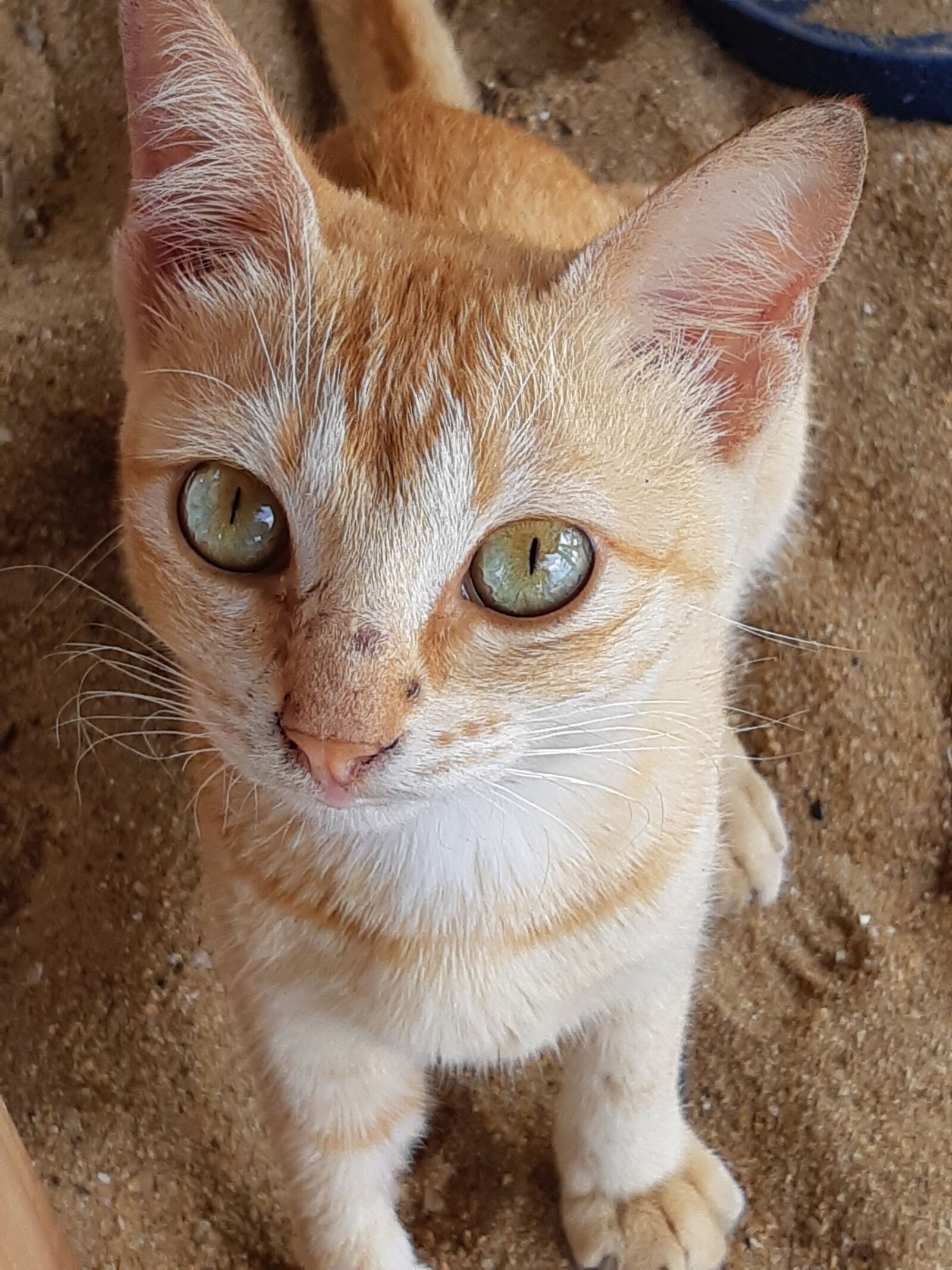 Samsung SM-A730F sample photo. Kitten, cute, feline photography