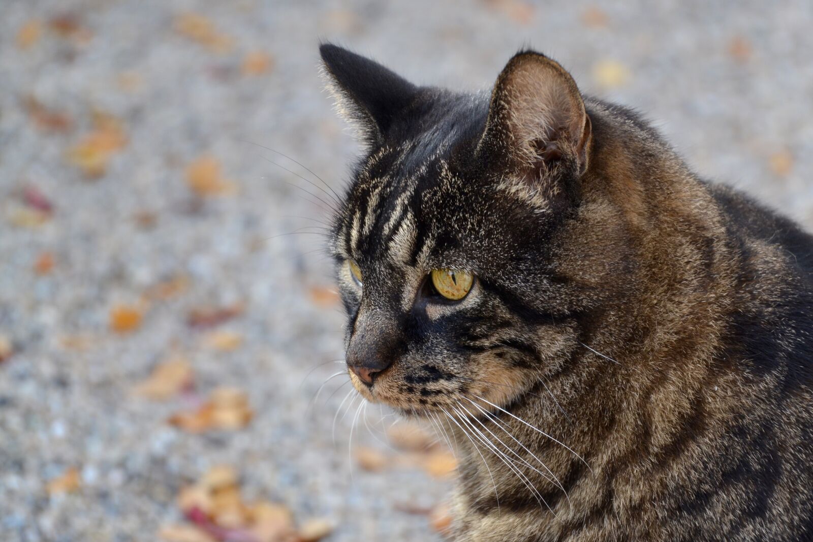 Nikon D3100 sample photo. Black, and, brown, cat photography