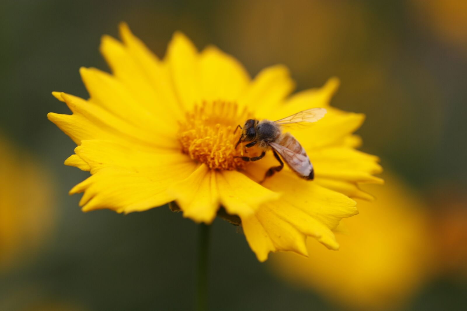 Canon EOS 450D (EOS Rebel XSi / EOS Kiss X2) sample photo. Gesanghua, bee, yellow photography