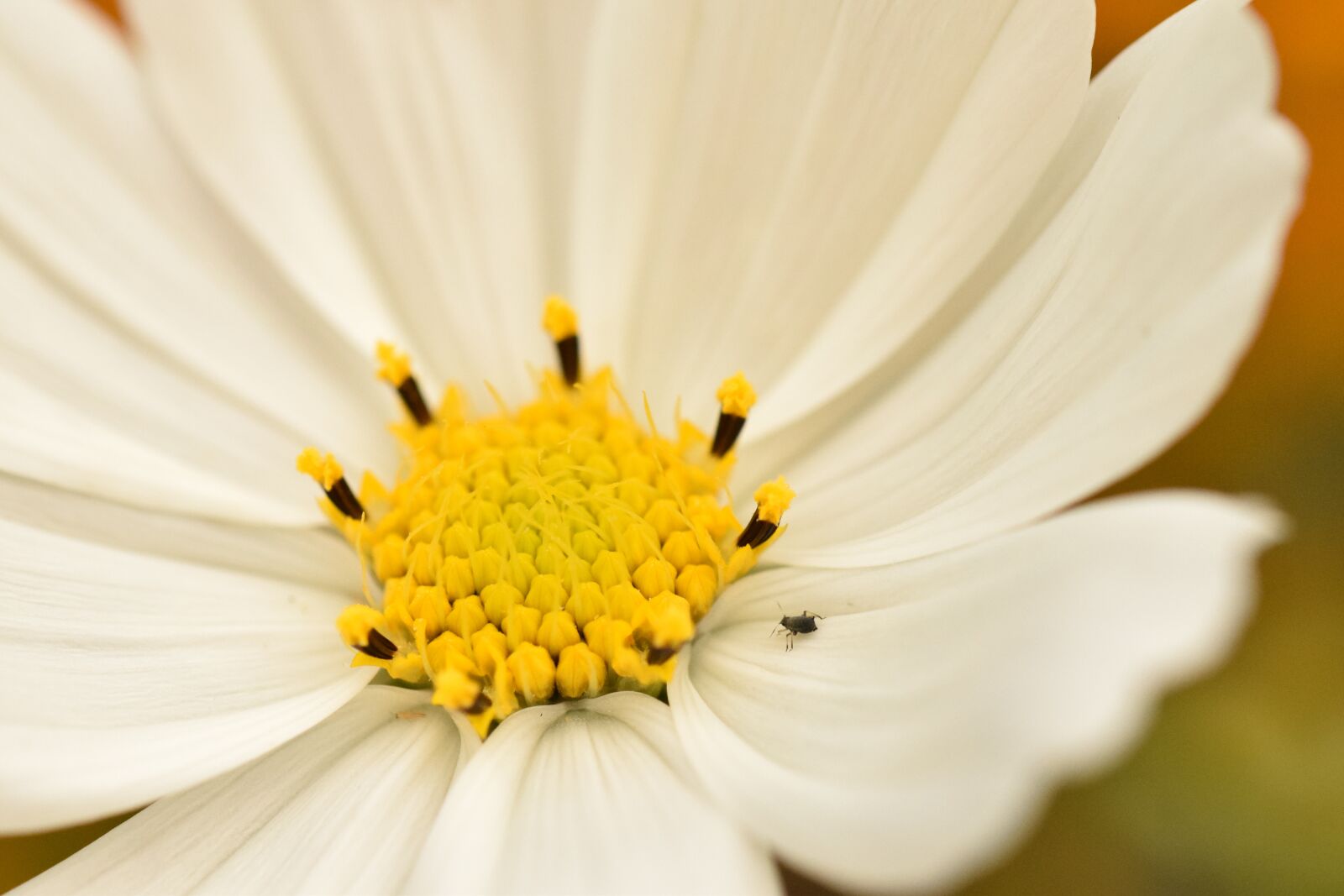 Nikon D5300 sample photo. White flower, flower, garden photography