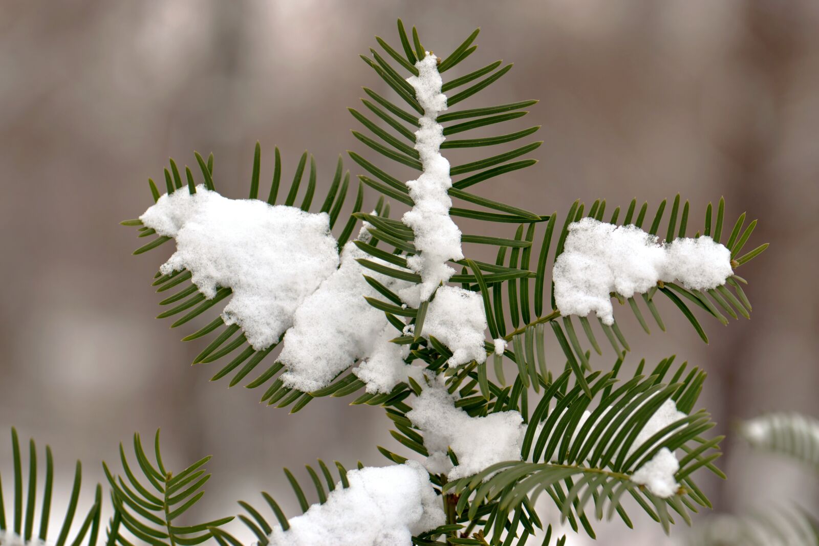 Nikon D5300 sample photo. Twig, brad, conifer photography