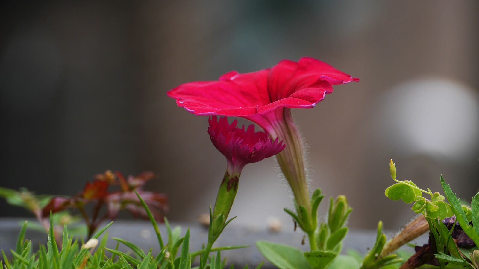 Panasonic Lumix DMC-GH3 sample photo. Flowers, red color, clover photography
