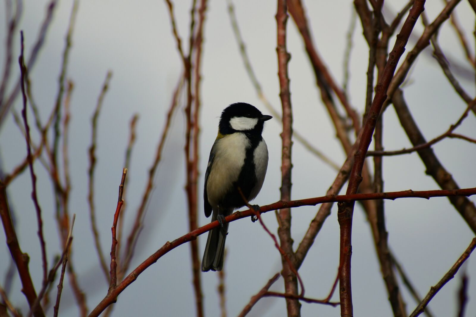 VR 70-300mm f/4.5-6.3G sample photo. Animal, forest, wood photography