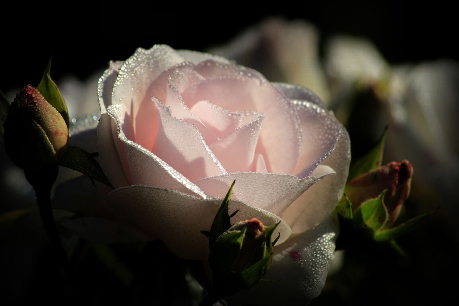 Canon EOS 100D (EOS Rebel SL1 / EOS Kiss X7) sample photo. Pink, blossom, bloom photography