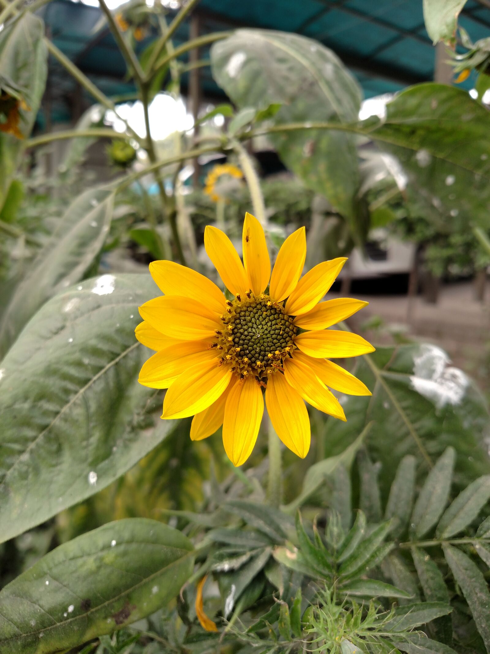 Motorola Droid Turbo sample photo