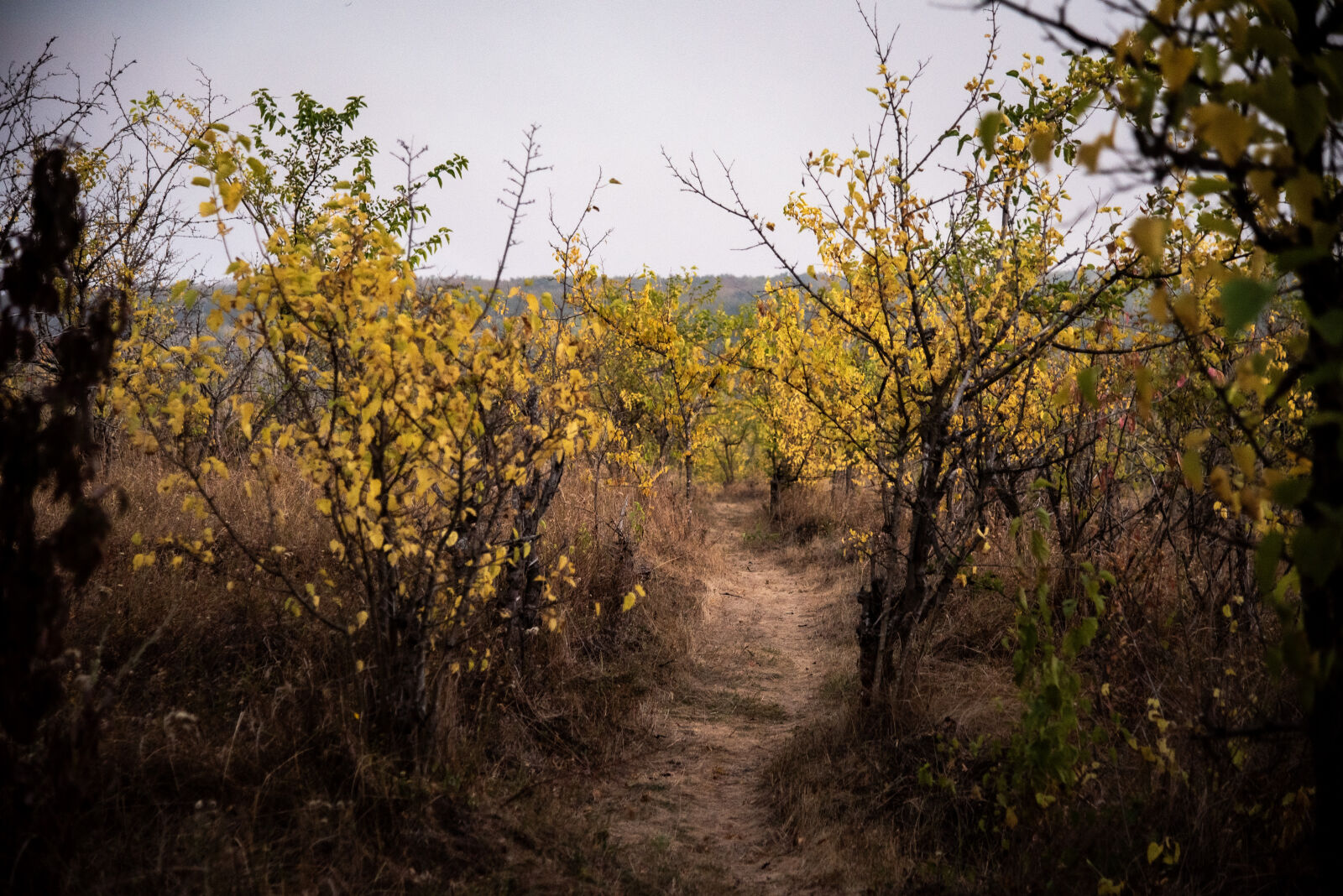 Nikon D750 sample photo