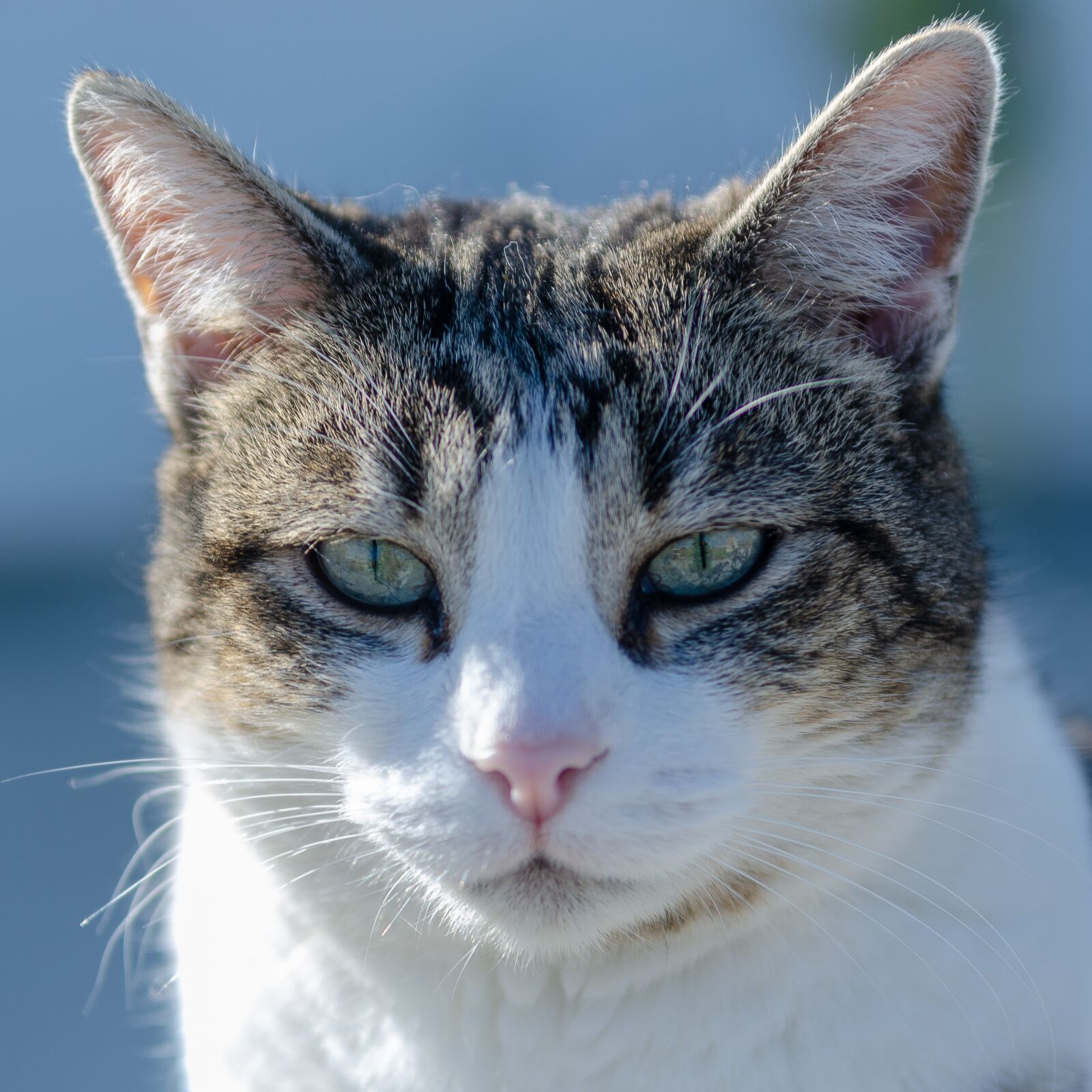 Nikon D7000 sample photo. Cat, portrait, feline photography