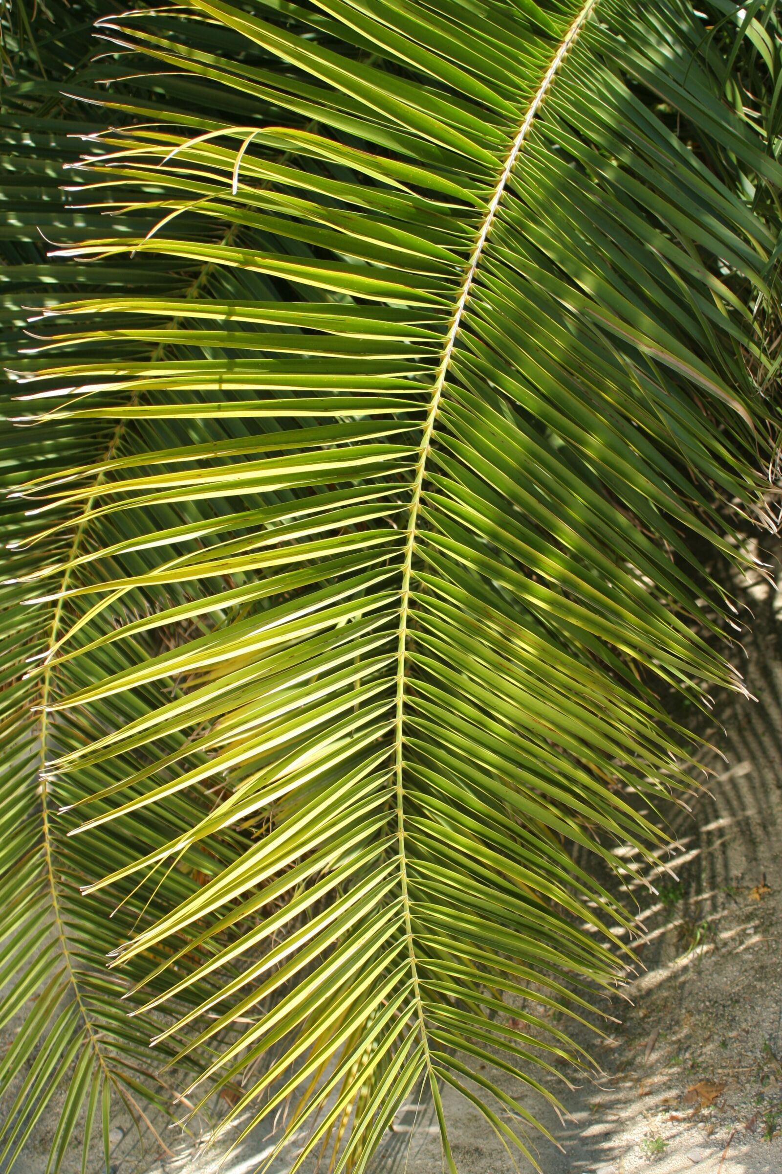 Canon EOS 350D (EOS Digital Rebel XT / EOS Kiss Digital N) sample photo. Palm leaf, nature, tropic photography