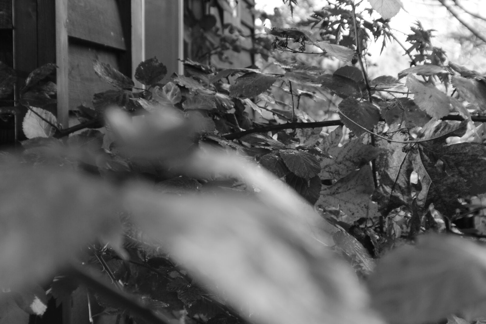Canon EOS 1200D (EOS Rebel T5 / EOS Kiss X70 / EOS Hi) sample photo. Black, white, blackberry, bushes photography