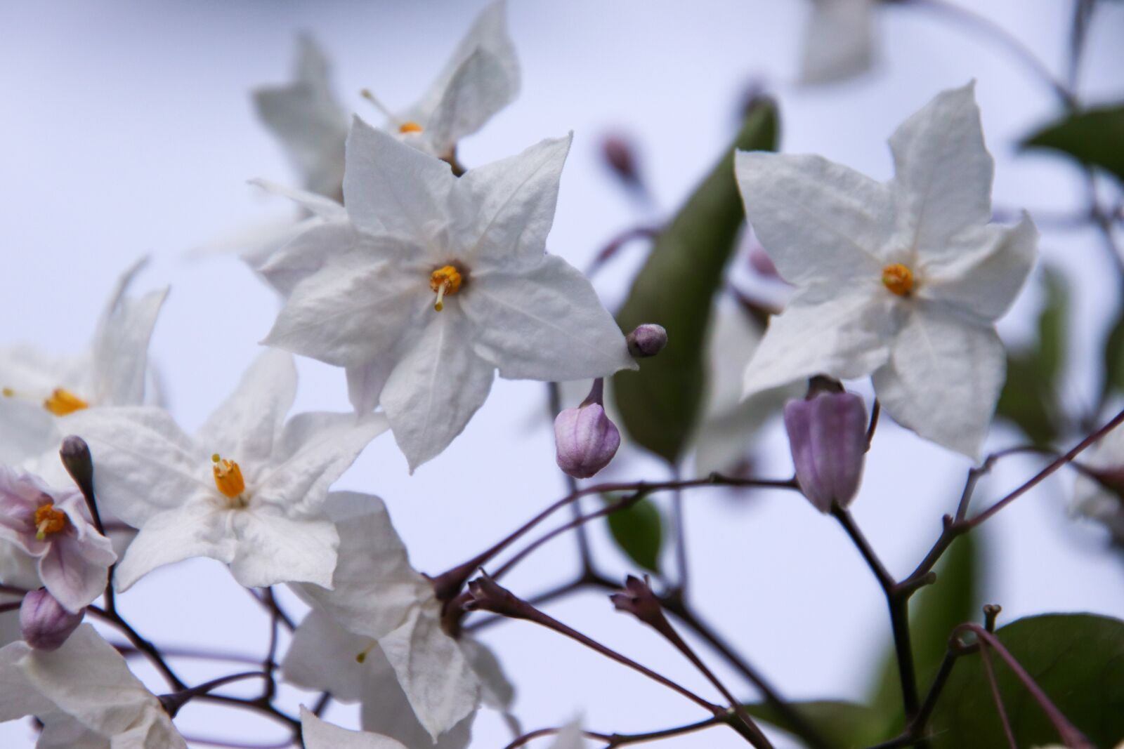 Canon EOS 800D (EOS Rebel T7i / EOS Kiss X9i) sample photo. Flowers, white, macro photography