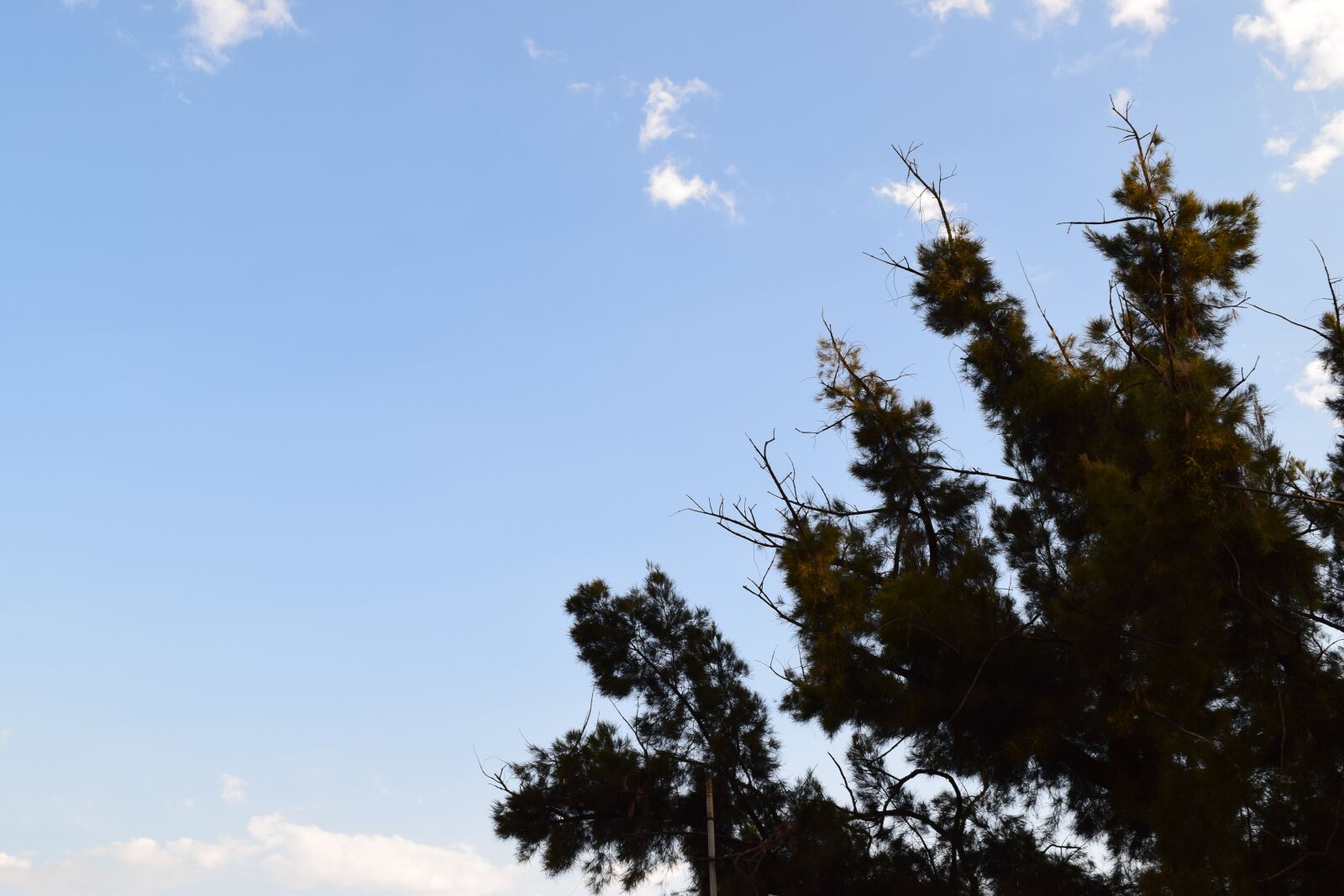 Nikon D3300 sample photo. Tree, sky, faith photography