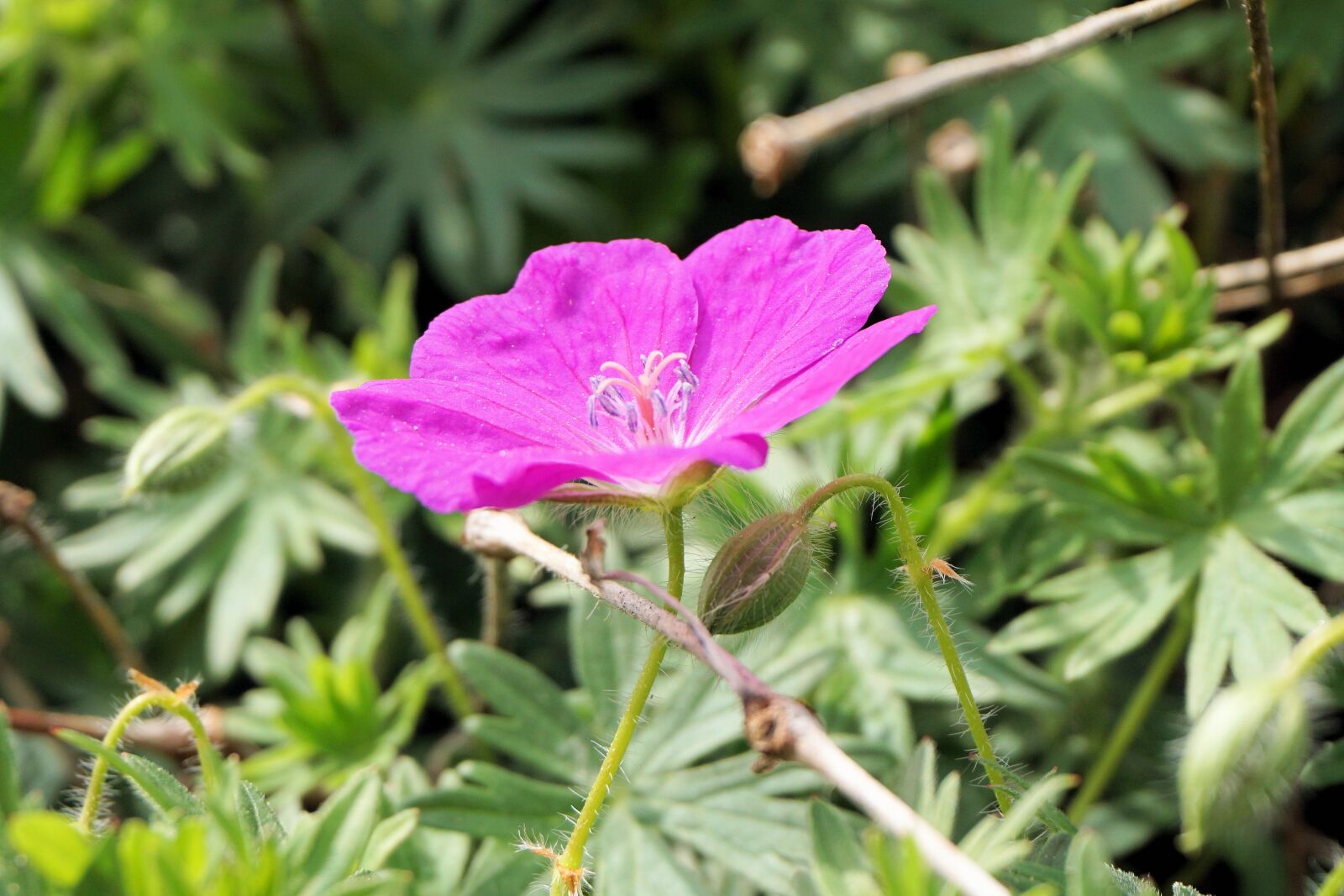 Sony a6000 sample photo. Flower, blossom, bloom photography