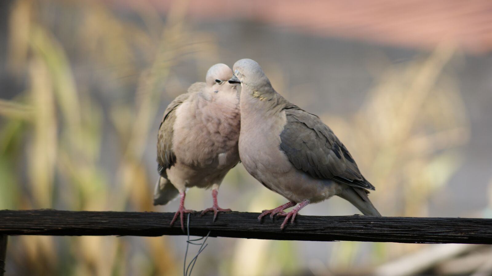 Sony Alpha DSLR-A380 sample photo. Bird, nature, animals photography