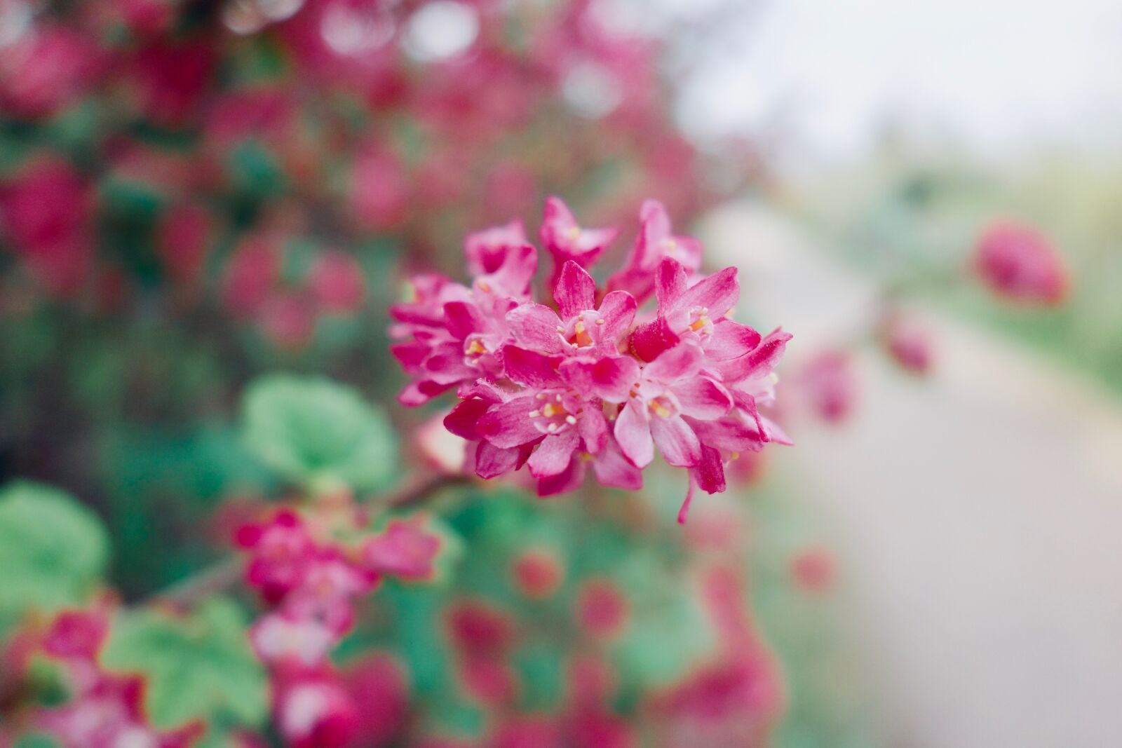 Sony Cyber-shot DSC-RX100 sample photo. Flower, plant, nature photography