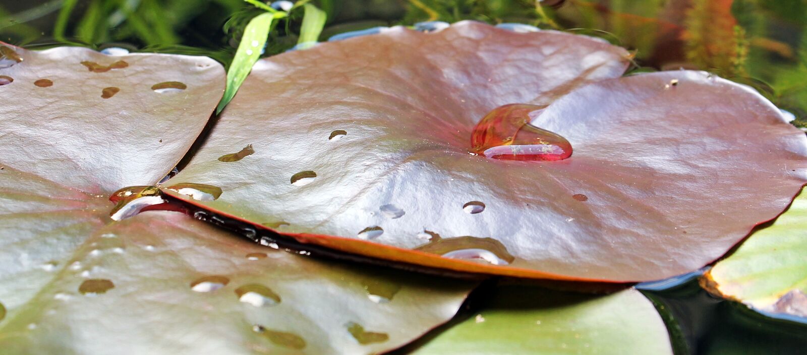 Canon EOS 550D (EOS Rebel T2i / EOS Kiss X4) sample photo. Water lilies, nuphar, lily photography