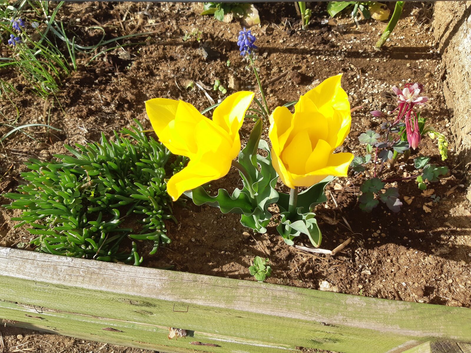 Samsung Galaxy A8(2018) sample photo. 튤립, 꽃, tulips photography