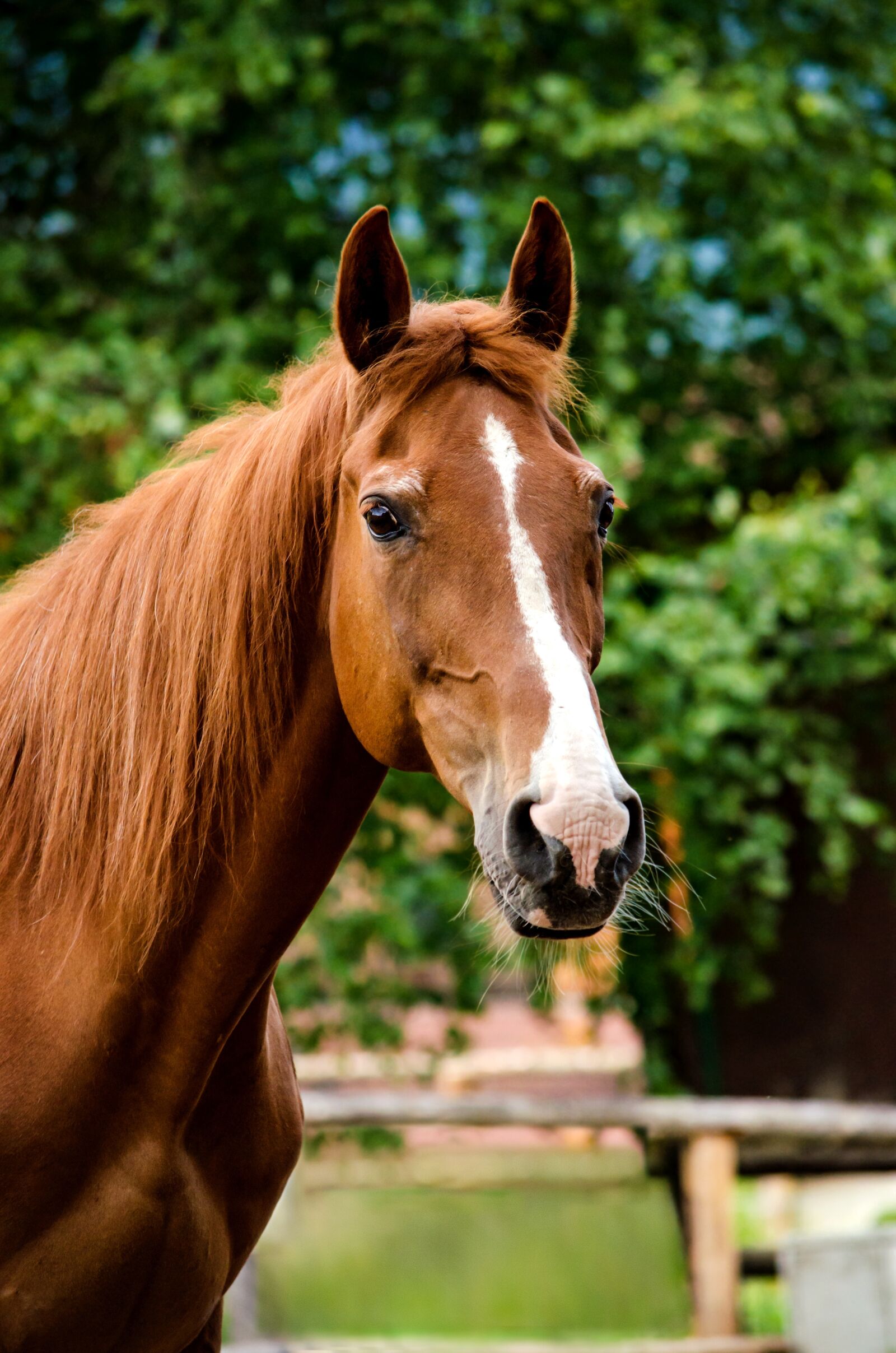 Nikon D5100 sample photo. Horse, mare, fuchs photography