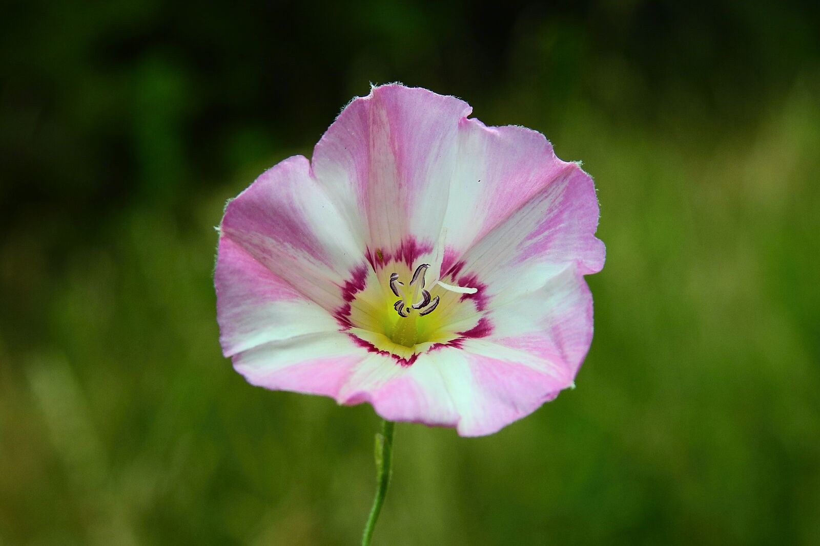 Nikon Coolpix P900 sample photo. Flower, meadow, figure photography