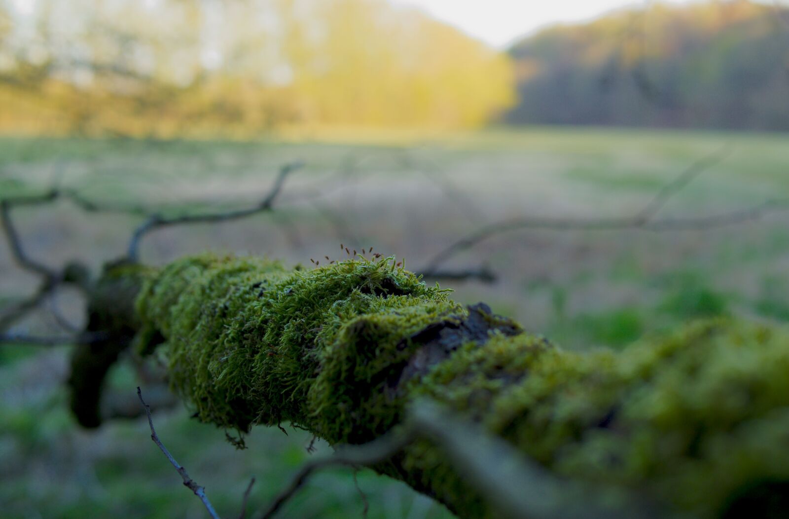 Olympus PEN E-PL7 sample photo. Nature, wald, green photography