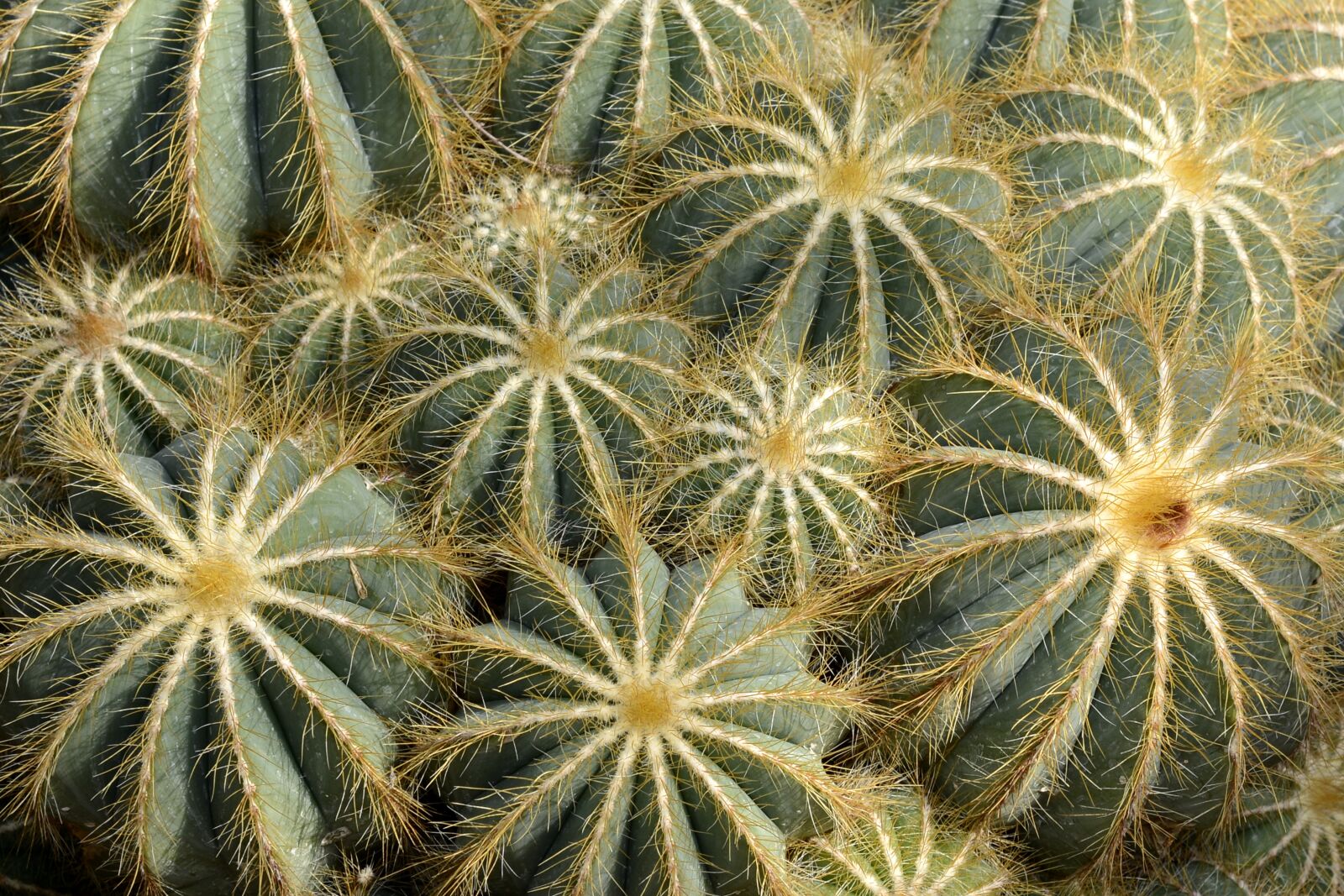 Nikon D7100 sample photo. Cactus parodia magnifica, tropical photography