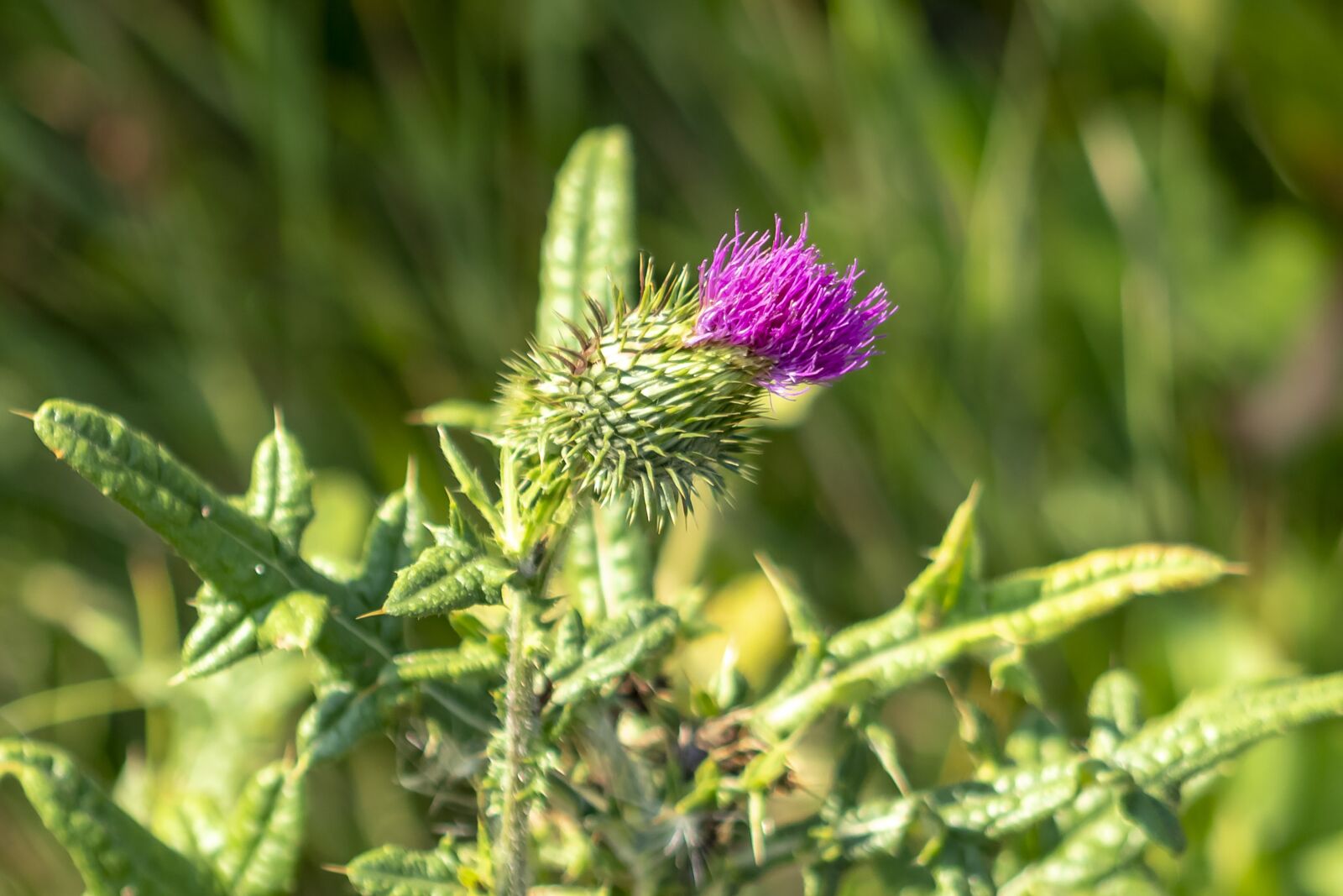 Canon EF75-300mm f/4-5.6 sample photo. Wildflower, artichoke thistle, thistle photography