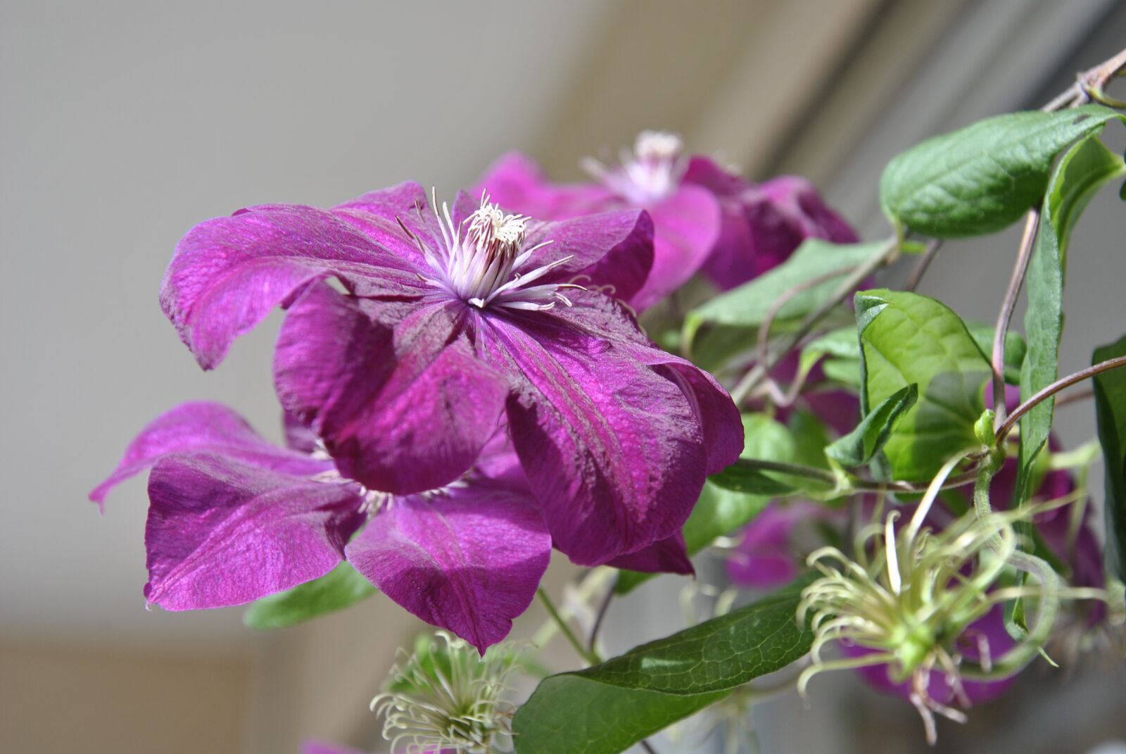 Nikon D3000 sample photo. Color, close up, farbenpracht photography