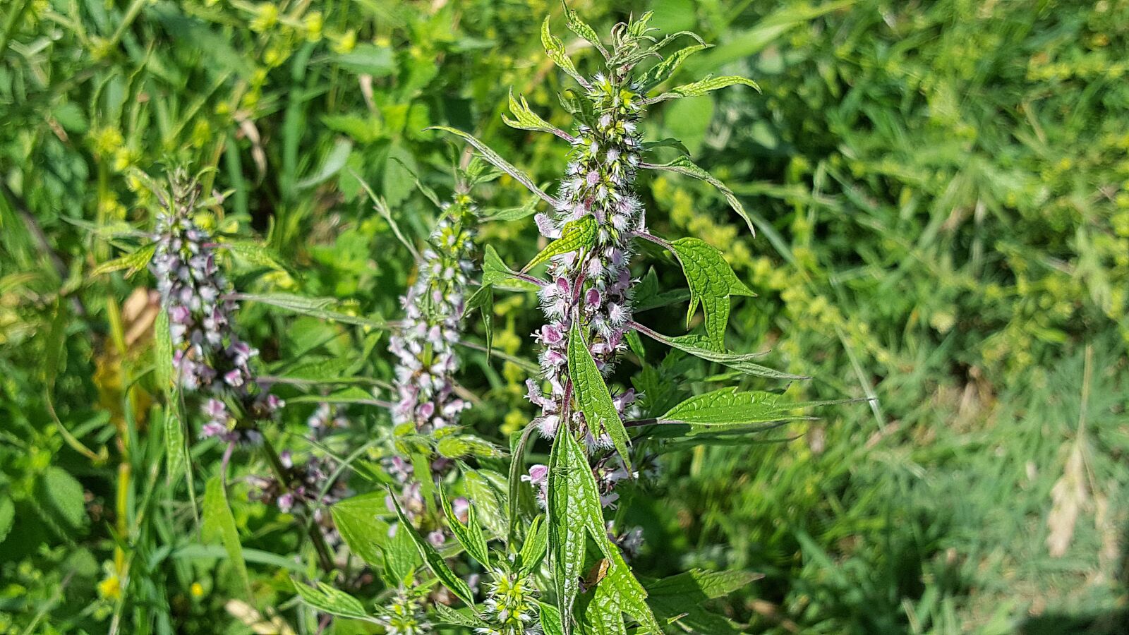 Samsung Galaxy S6 sample photo. Leonurus cardiaca, lamiaceae, motherwort photography