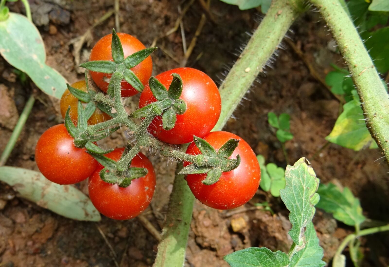 Sony DSC-HX60V sample photo. Cherry tomato, solanum pimpinellifolium photography